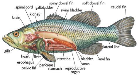 Internal Anatomy Of A Perch - The Anatomy Stories