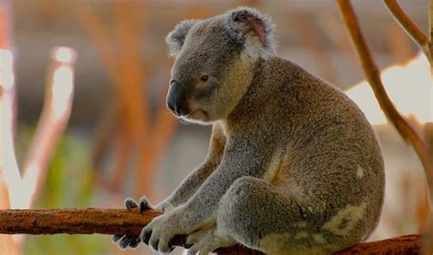 Explore the Lone Pine Koala Sanctuary with Keys4Adventure