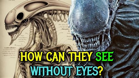 Xenomorph Detailed Anatomy Explored - How Can They See Without The Eyes ...