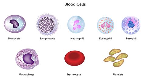 Components of the Immune System