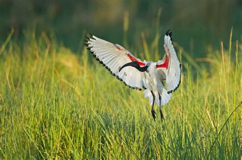 Millions of Ibises Were Mummified. But Where Did Ancient Egypt Get Them ...