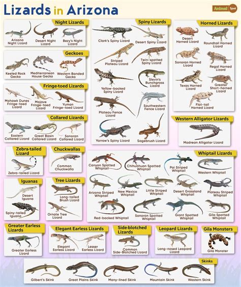 Lizard Types Chart