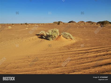 Sahara Desert Plants