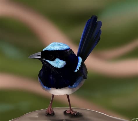 Blue Wren Painting by Makaruun on DeviantArt