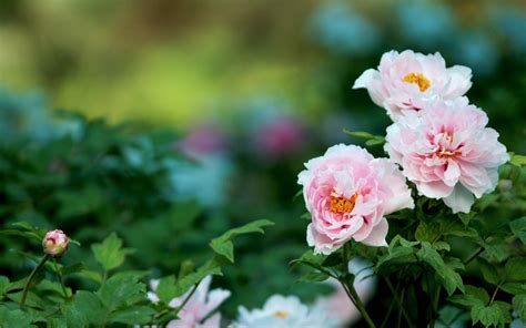 Peony Desktop Background | PixLith