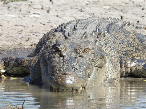 Holy crocodiles: The cultural status of saltwater crocodiles in East Timor