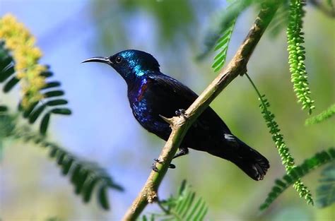 Male Purple Sunbird | Purple, Male, Animals