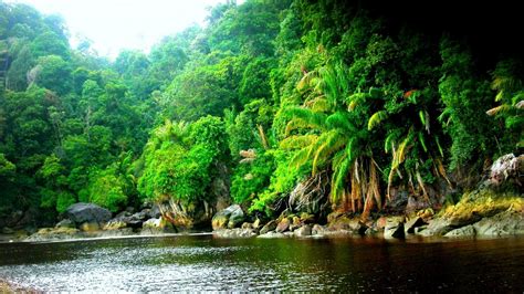 Nature Jungle Wallpapers - Top Free Nature Jungle Backgrounds ...