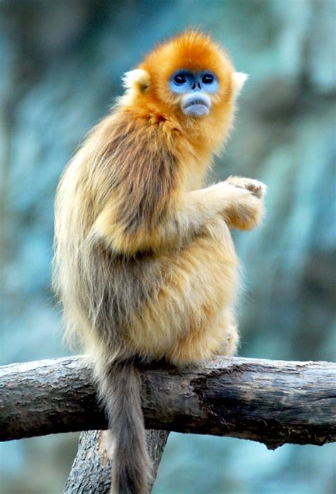 Golden Snub-nosed Monkey Facts, Habitat, Diet, Life Cycle, Baby, Pictures