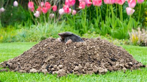 Moles: Habitat, habits and conservation | Live Science