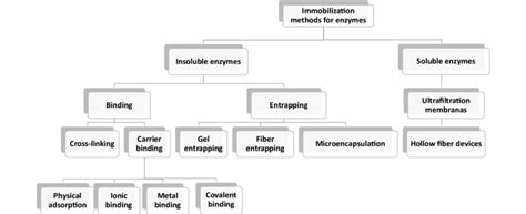 Classification of enzyme immobilization methods [21] | Download ...