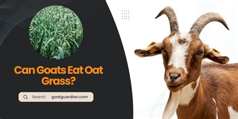 Can Goats Eat Oat Grass? (Benefits and Risks) | Goat Guardian