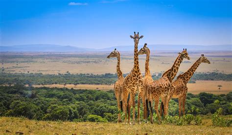 Masai Mara National Reserve - Wildebeest Migration Tours