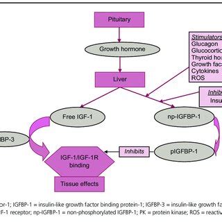 Role of insulin, IGF-1 and IGFBP-1 in pathogenesis of atherosclerosis ...