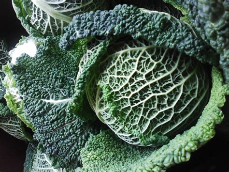 Savoy Cabbage | Recipes from Nash's Organic Produce