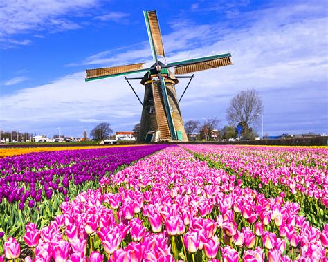 Tulip Tour Bike and Barge Tour - Holland - Belgium | Tripsite