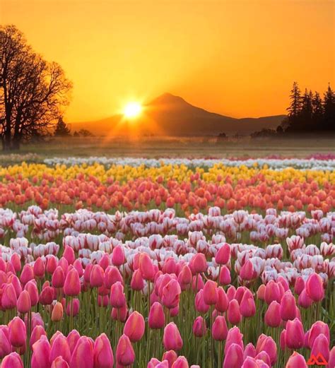 Wooden Shoe Tulip Farm - Oregon 🌷🌷🌷 Picture by @benbabusis . # ...