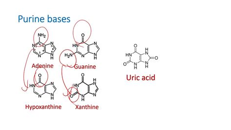 Purine And Pyrimidine Atcg