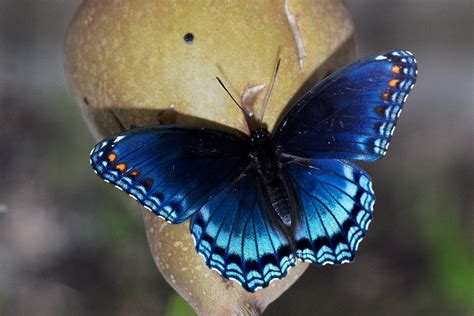 Red-spotted Purple - Alabama Butterfly Atlas