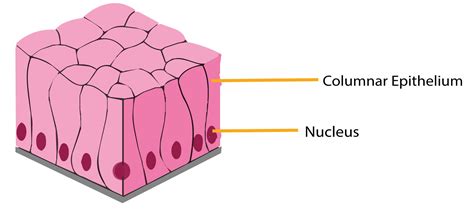 Ciliated Columnar Epithelium Diagram