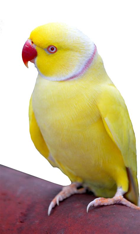 Lutino Indian Ringneck | The Animal Store Baby Birds for Sale