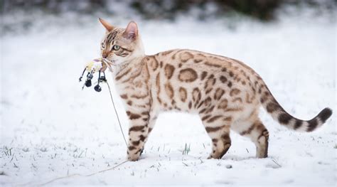 Chat Bengal Snow Mink | Bengal cat, Big house cats, Domestic cat breeds