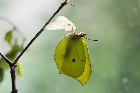 brimstone butterfly on Behance