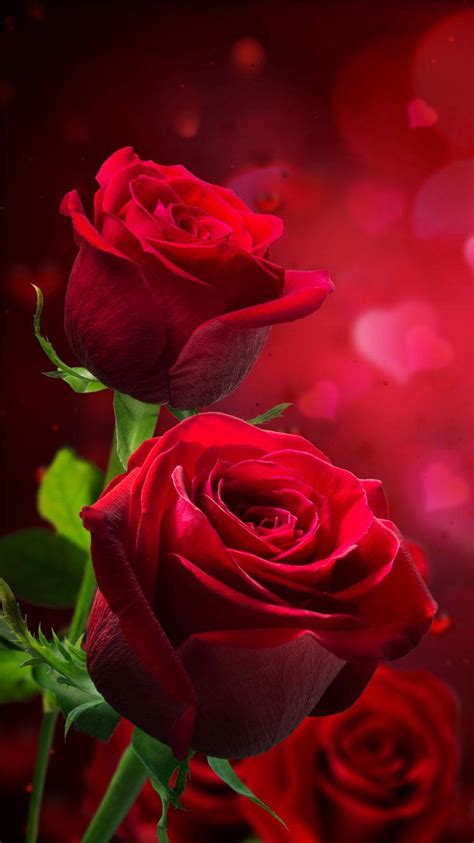 823 Wallpaper Love Rose - MyWeb