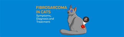 Fibrosarcoma in Cats: Symptoms, Diagnosis & Treatment- Innovet Pet