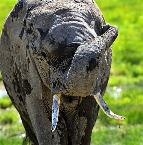 Kilimanjaro Elephants stock photo. Image of herd, country - 6839990