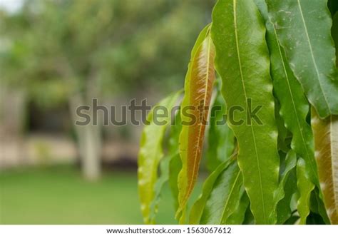 Fresh Leaves Indian Ashoka Tree Stock Photo (Edit Now) 1563067612