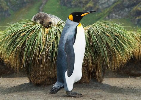 Birds in their Habitat - Category Winner, King Penguin, pa… | Flickr ...