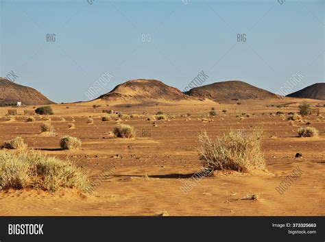 Sahara Desert Plants