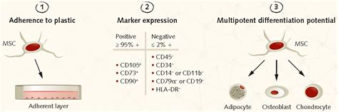 Mesenchymal Stem Cell Characterization