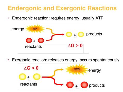 PPT - Endergonic and Exergonic Reactions PowerPoint Presentation - ID ...