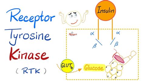 Insulin Tyrosine Kinase Pathway