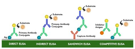 Elisa Introduction Principle Types Procedure And Result Interpretation ...