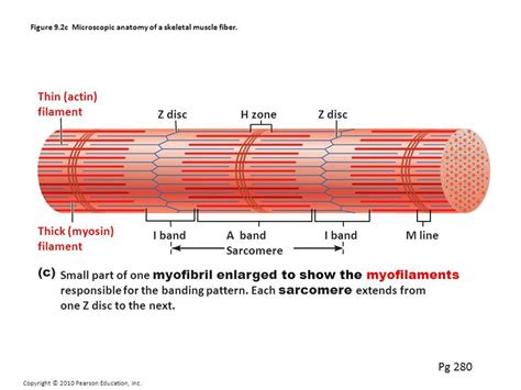 55+ Striated Muscle Diagram - HarleyRomina