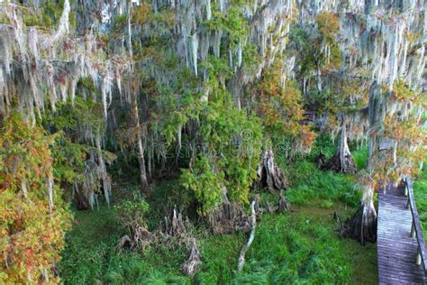 Florida Swamp stock photo. Image of range, footpath, force - 23492488