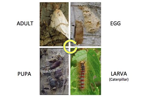 Life Cycle – Spongy Moth in Wisconsin