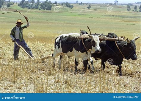 Farmer Is With Plow And Oxen Plowing The Field Editorial Stock Image ...