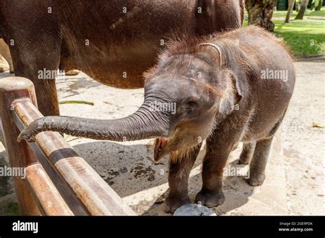 Critically endangered Sumatran baby elephant in Bali, Indonesia Stock ...