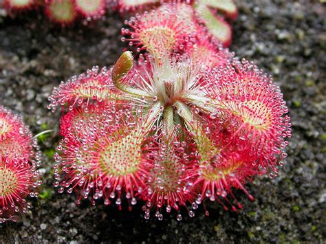 Blok888: Top 10 Amazing Carnivorous Plants in the world