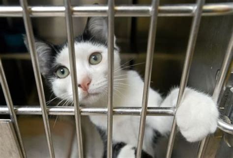 Marin Humane Society to open cat adoption center in San Anselmo – Marin ...