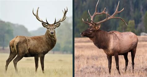 Red Deer vs Elk Comparison (difference between Elk & Red Deer)