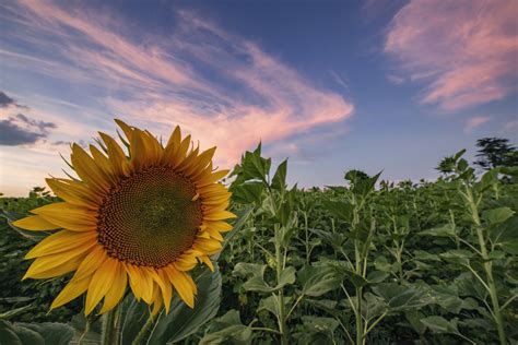 Beautiful Sunflower Canvas | Wall Art Prints for Home