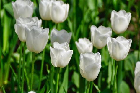 White Flowers for Your Garden