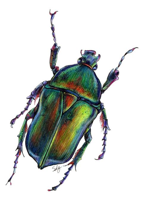 Scarab Beetle Drawing, Art Print, Colored Pencil Art, Insect ...