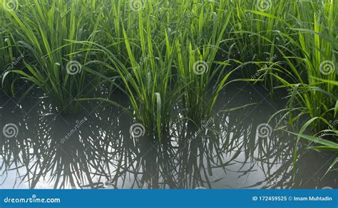 Rice Plants with Enough Water Stock Image - Image of close, crop: 172459525