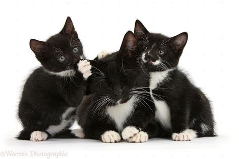 Black Kittens | WP34472 Black-and-white tuxedo mother cat and two ...